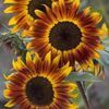 sunflowers376